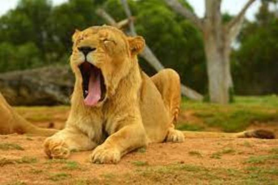 Yawning lion in a zoo